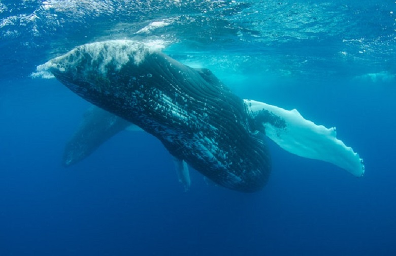 Blue Whale Bitten in Half